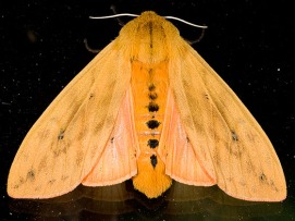 Isabella Tiger Moth