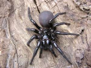 sydney-funnel-web-spider